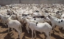 Sénégal : Plus de 143 000 moutons invendus après la Tabaski