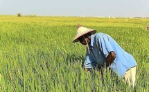 Bakel : la filière riz sous tension face à la SENELEC