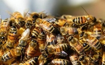 Podor : une attaque d'abeilles fait trois chevaux tués et quatre blessés à Ngayaye