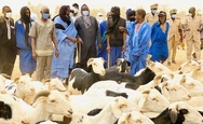 Tabaski 2026 : la Mauritanie envoie plus de 123 000 têtes pour le marché. Tabaski 2026 : la Mauritanie envoie plus de 123 000 têtes pour le marché.