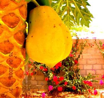 Ndarinfo01.JPG Ndarinfo01.JPG