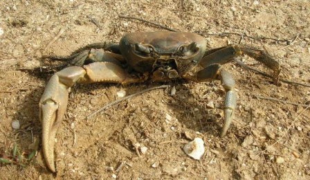 Ndarinfo02.JPG Ndarinfo02.JPG