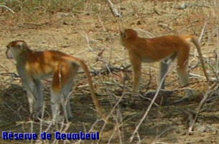 Ndarinfo12.JPG Ndarinfo12.JPG