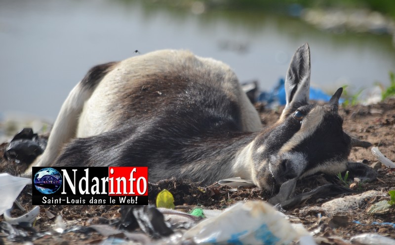 Cadavre d'une chèvre jetée sur la digue de Pikine Cadavre d'une chèvre jetée sur la digue de Pikine